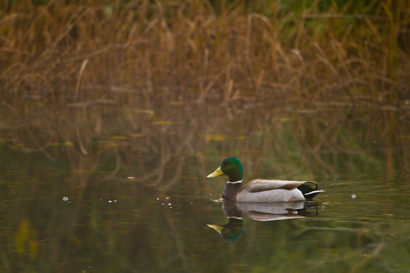 Mallard